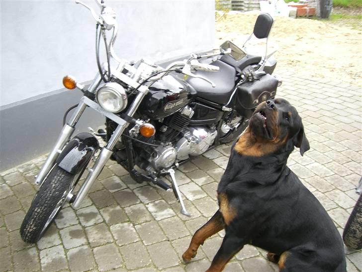 Yamaha XVS 650 (SOLGT) - Sådan så den ud dagen efter jeg havde hentet den.... 7/7-07 billede 2