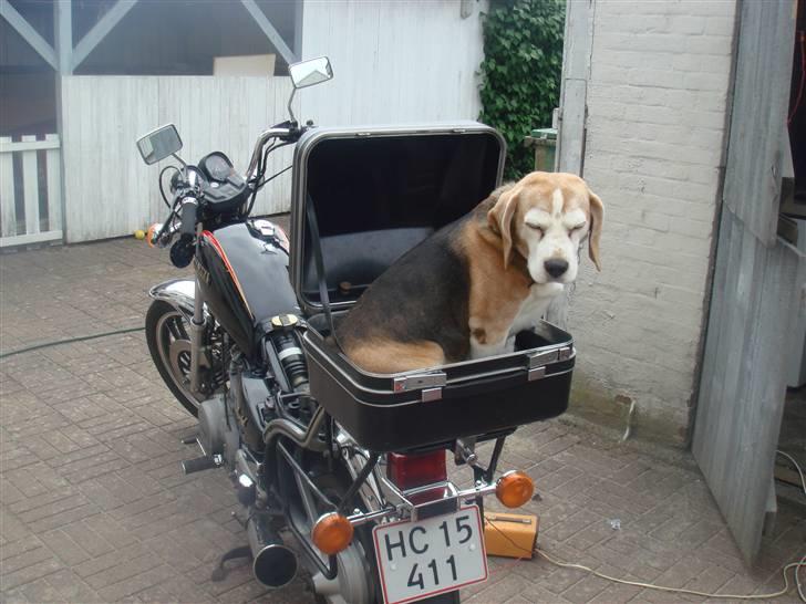 Yamaha XV 750 SE - Mums det er dejligt!!! billede 7