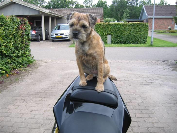 Kawasaki ZX10R - Hmm det var den eneste "kvinde" jeg lige kunne støve op til et "frækt" billede billede 12