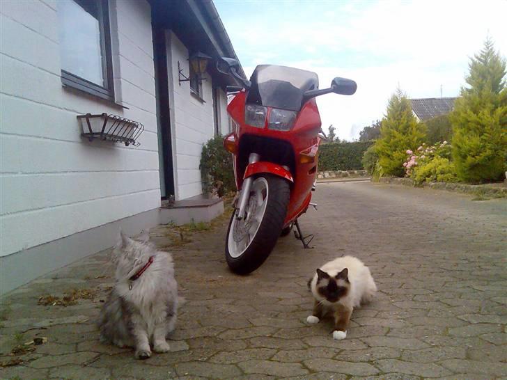 Honda VFR 750F.* SOLGT* - Pas på her vogter vi hehe billede 3