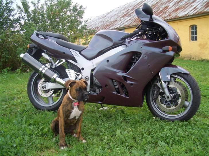 Kawasaki ZX9R    ---Solgt--- - Hunden ville lige med på billedet :) billede 6