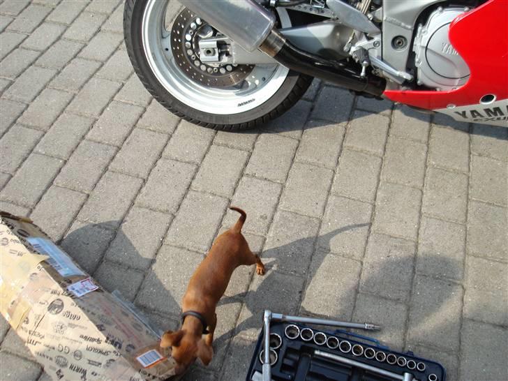 Yamaha Fzr 1000 billede 12