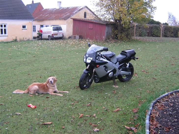 Yamaha fzr 600R billede 4