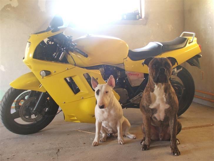 Suzuki GS/GSXR billede 10