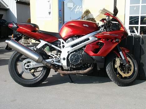 Aprilia Falco (død og genopstået) - 2005, Ebeltoft, Havmågen billede 6