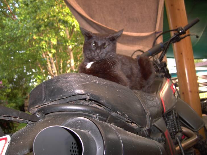 Yamaha xt 500 billede 12