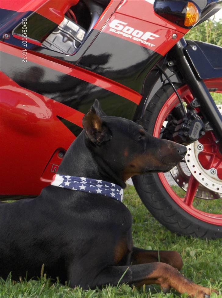 Honda Super Magna VF 700C - familiens Øre -og halekuperede Dobermann "Boss" alle hører med til familien...se også "drengens" hjemmeside: www.123hjemmesider.dk/boss billede 17