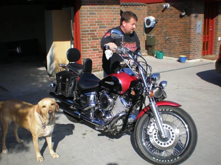 Yamaha xvs 1100 dragstar billede 6