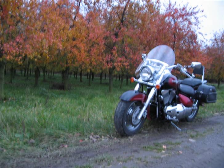 Suzuki vl 1500 - lige et til med kirsbærtrær  billede 8