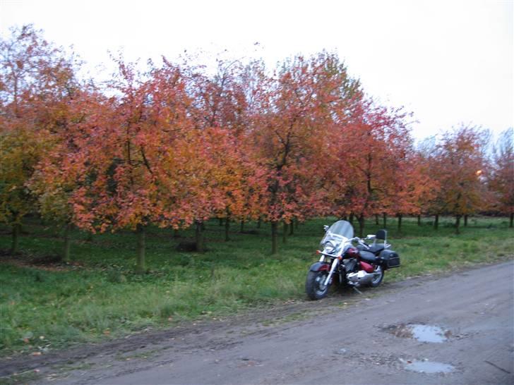 Suzuki vl 1500 - og igen billede 10