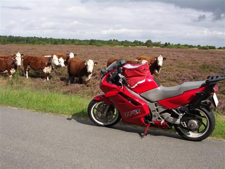 Honda VFR - Viffer møder det vilde liv på Samsø billede 9