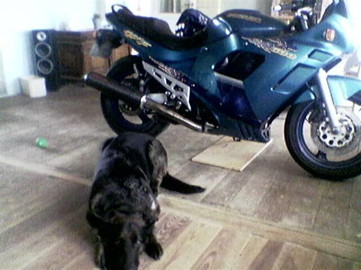 Suzuki gsx 600f billede 5