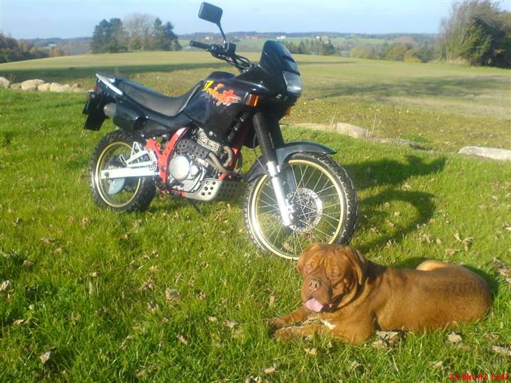 Honda nx 650 Dominator. billede 1