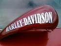 Harley Davidson softtail