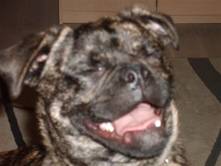 Suzuki GSX 750F billede 5