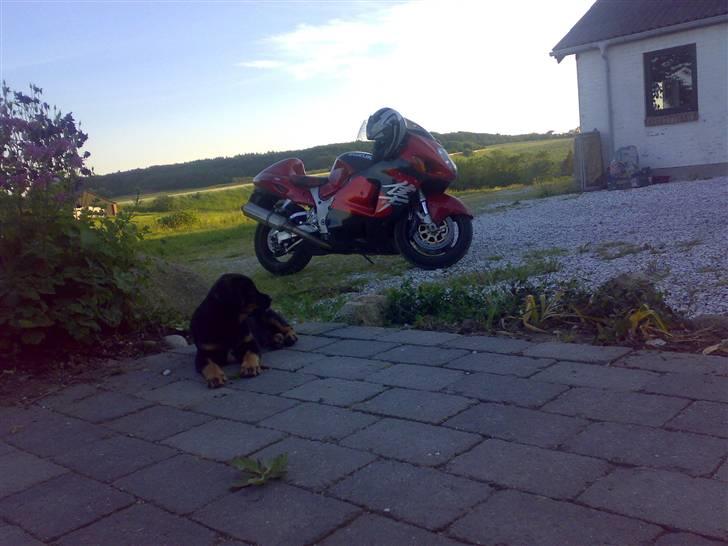 Suzuki GSX1300R Hayabusa.. - Grillaften hos lillebror med lille hundehvalp sommeren 2007.. billede 13