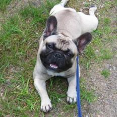 Honda *SOLGT* Cbr 600 f2 