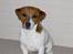 Yamaha FZR 600 Genesis - Et billedet af min lille hund...