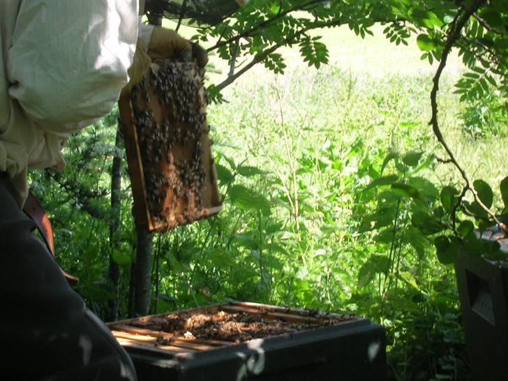 Yamaha xs 650 Special **SOLGT** - Lidt andre hobbyer end mc skal der også være,- en slags BI-beskæftigelse.. :-) billede 19