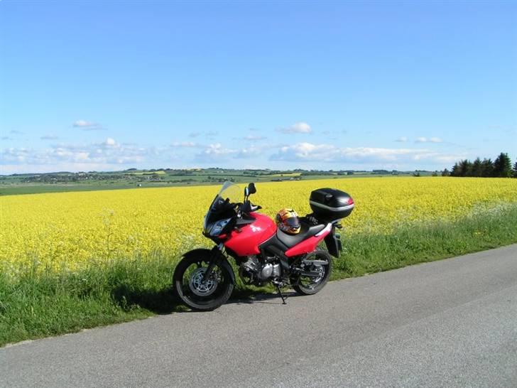 Suzuki dl 650 v-strom billede 5