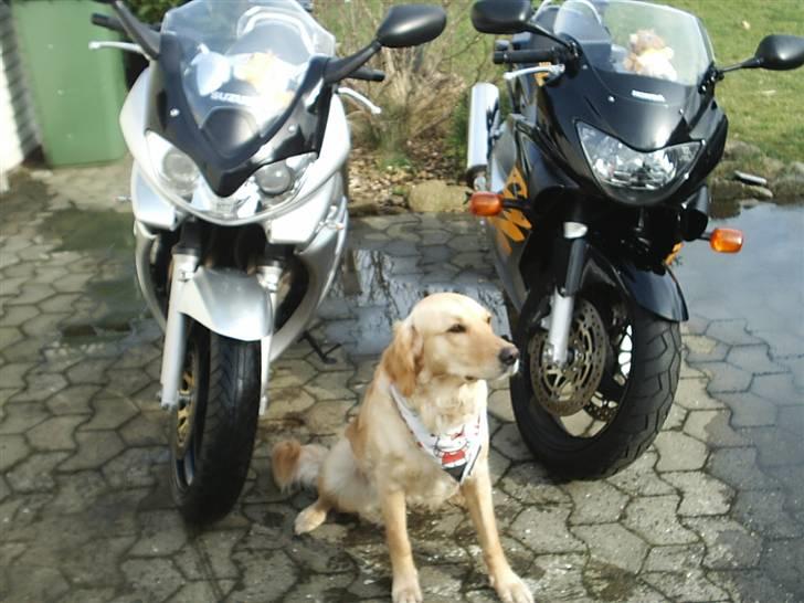 Suzuki GSF 600 Bandit billede 12