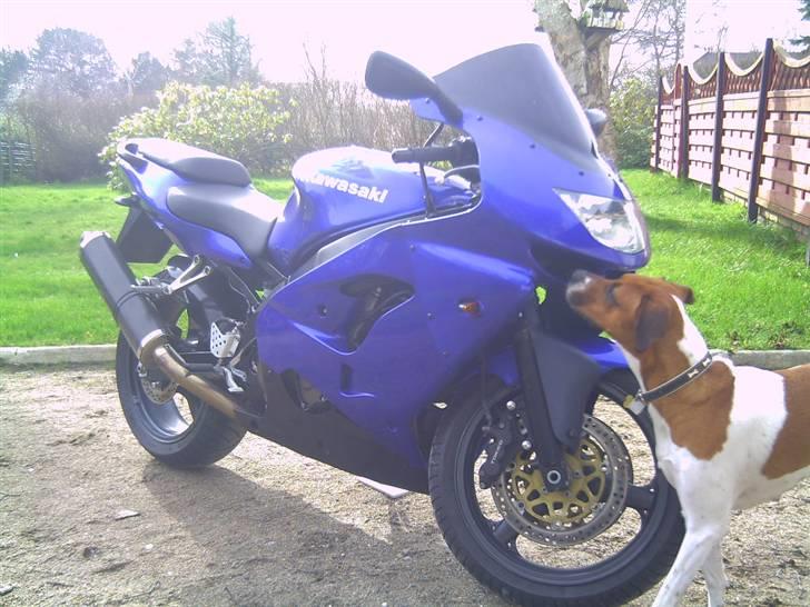 Kawasaki ZX9R Ninja - Vagthunden skulle lige snuse. billede 5