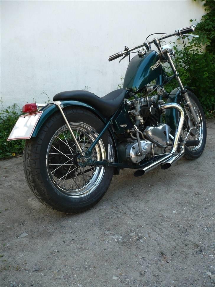 Triumph Tiger 100 - Mit vilddyr billede 1