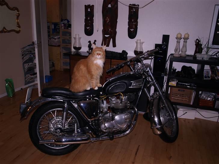 Triumph Tiger 100 - Selv katten har smag for triumph billede 4