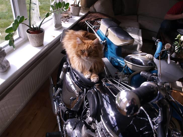 Triumph Tiger 100 - Sagde du kattergalleri... Aldrig i livet jeg er til mc!! billede 10