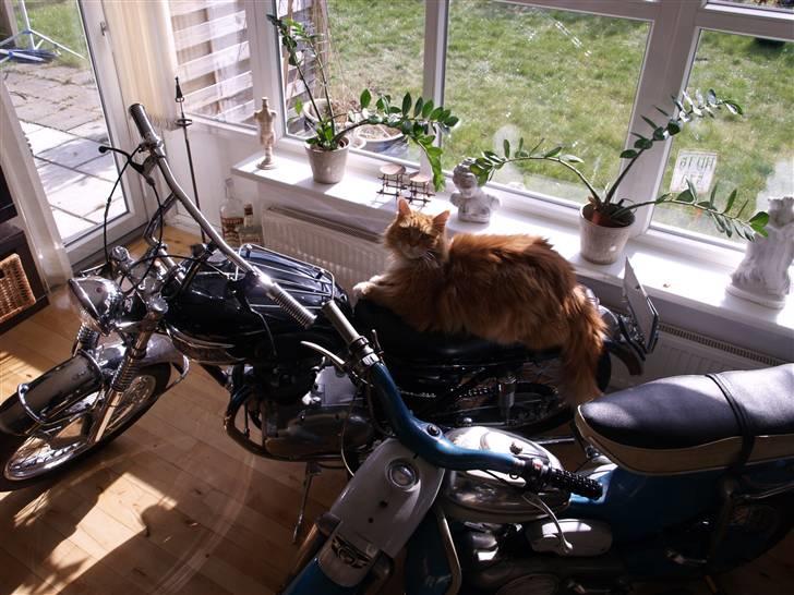 Triumph Tiger 100 billede 11