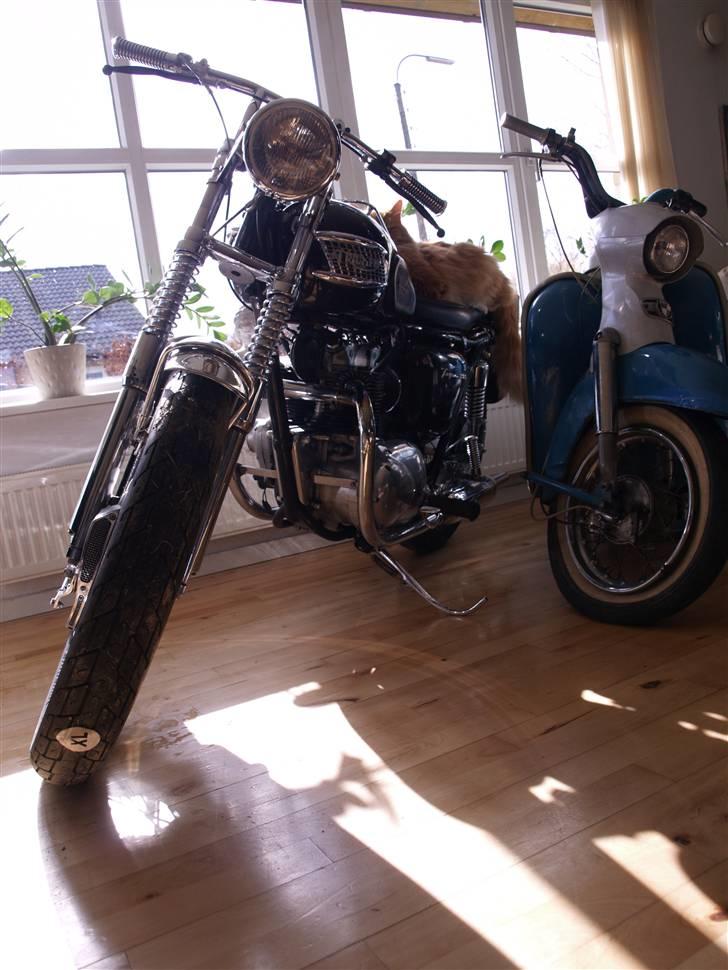 Triumph Tiger 100 billede 13