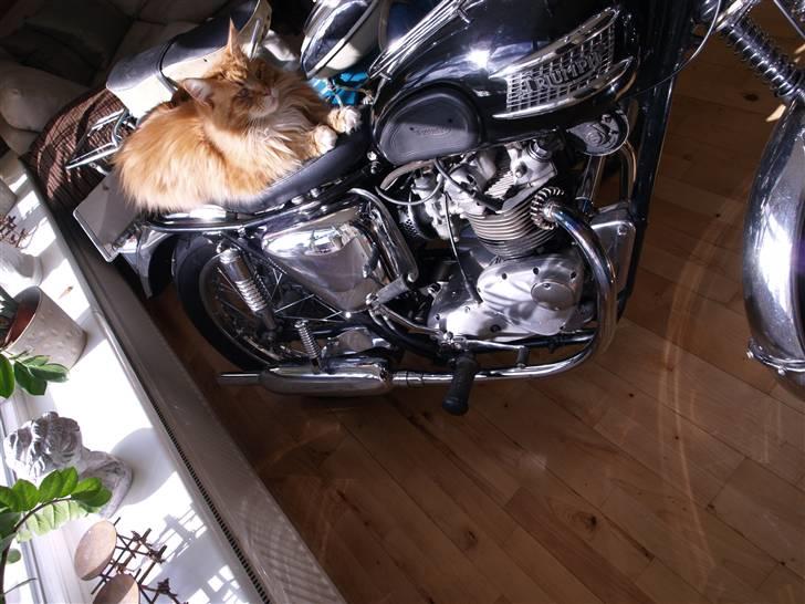 Triumph Tiger 100 - Her hersker jeg.. billede 16