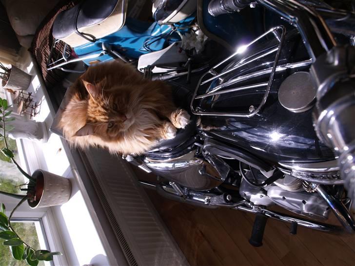 Triumph Tiger 100 - Tiger and tiger billede 17