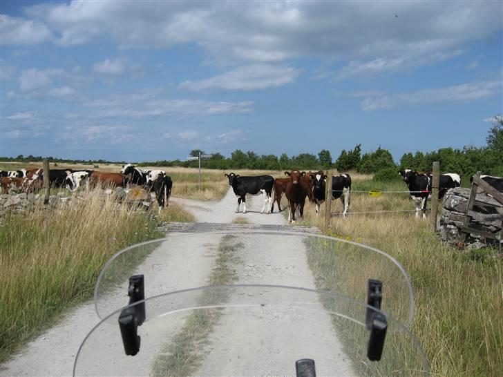 Suzuki DL 650A K7 V-Strom - Juli 2009 På Öland op af kystvejen billede 5