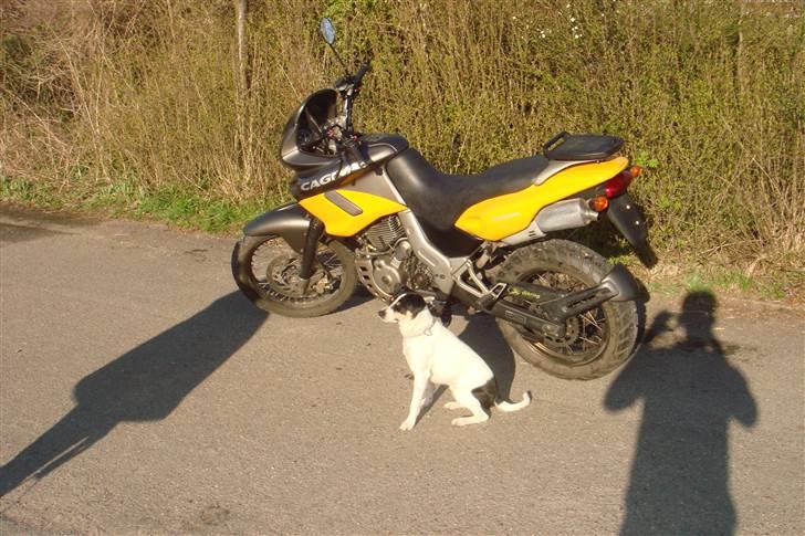 Cagiva Canyon 500 Solgt billede 1