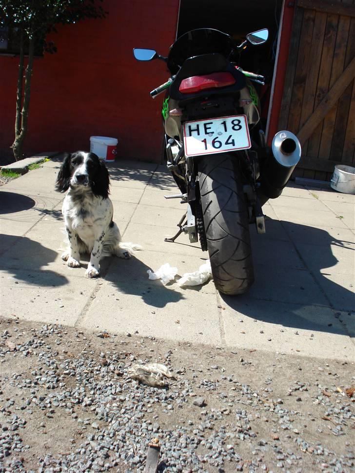 Kawasaki zx6r  billede 8