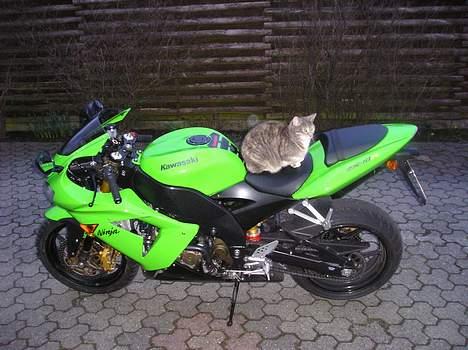 Kawasaki ZX10R - Katten siger : Jeg plejer nu at side bagpå  !! billede 2