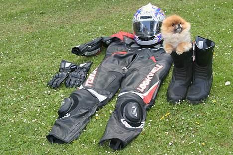 Ducati 750 SS ie billede 14