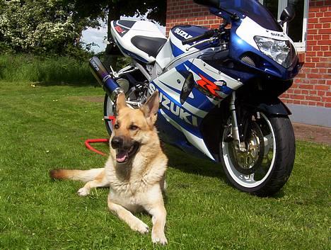 Suzuki Gsxr 750 k0  billede 15