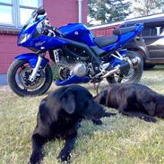 Suzuki Sv1000sk7