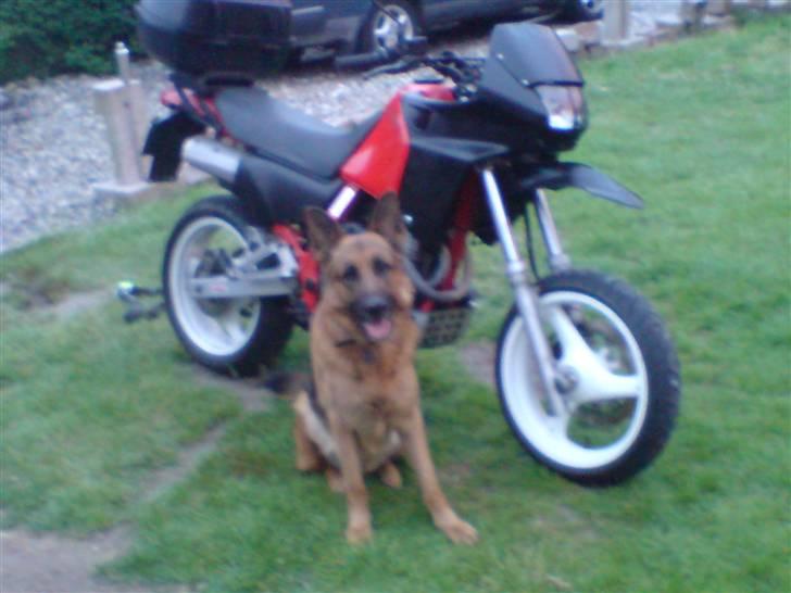 Honda nx dominator(Supermotard) - Honda og vv billede 13