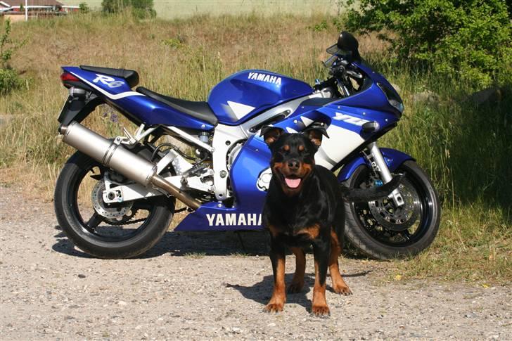 Yamaha R6 - Min hund Nike og smukkedrengen! billede 6