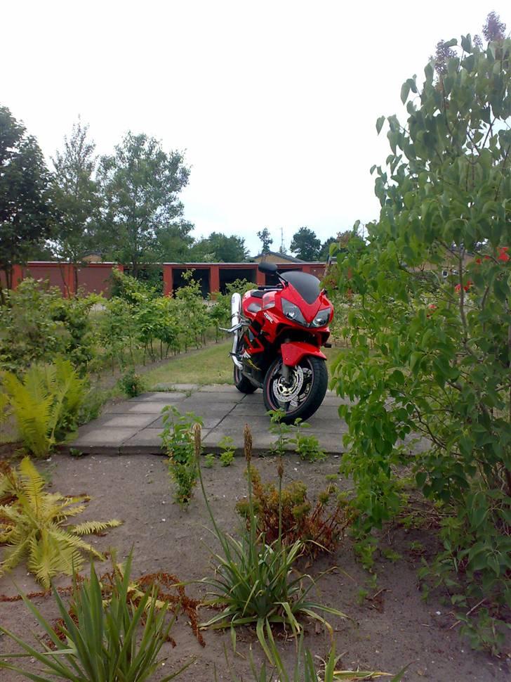 Honda CBR 600F Sport R.I.P. billede 11