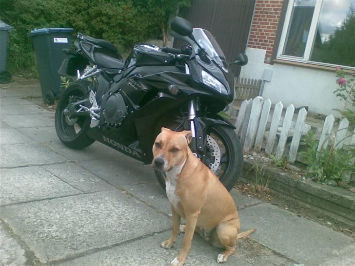 Honda cbr1000rr fireblade billede 4