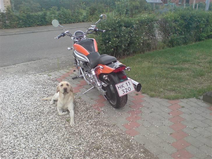 Hyosung gv650 billede 7