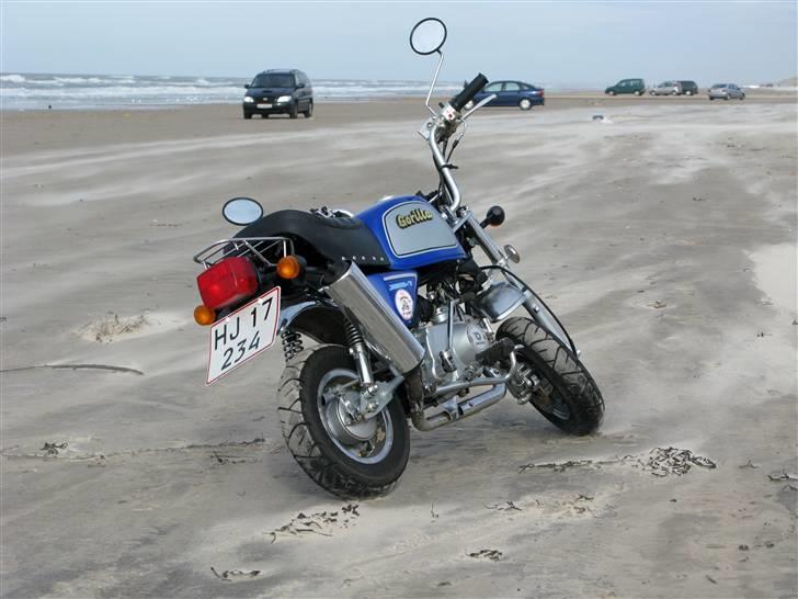 Jincheng Gorilla 90 - Gorilla version 1 på Stranden i Blokhus Februar 08 billede 6