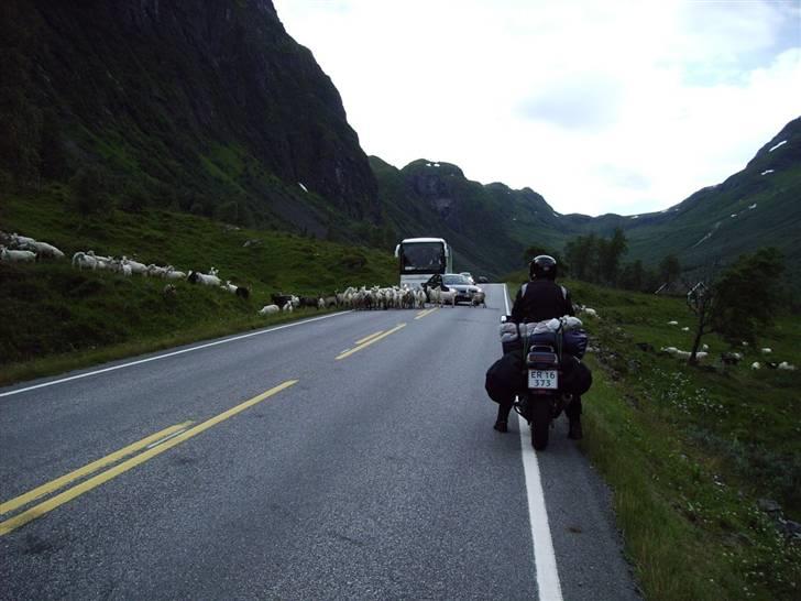 Suzuki SV1000 [SOLGT] - Men man skal være opmærksom på diverse dyr på vejen, de er sgu for dovne til at flytte sig for en bette bus eller ligende billede 8