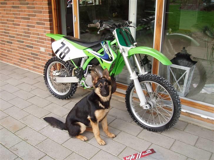 Yamaha yz 250  - sidste års bike incl. vandbæreren sidste 125 ccm jeg havde...  billede 4