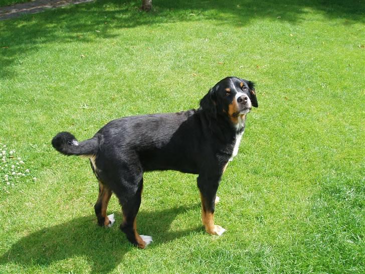 Suzuki TL 1000 R  SOLGT - klippet berner billede 15