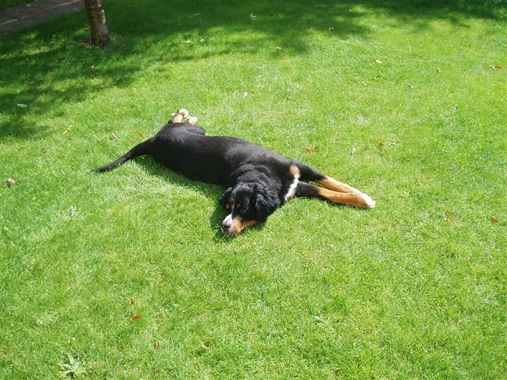 Suzuki TL 1000 R  SOLGT - klippet doven berner billede 16